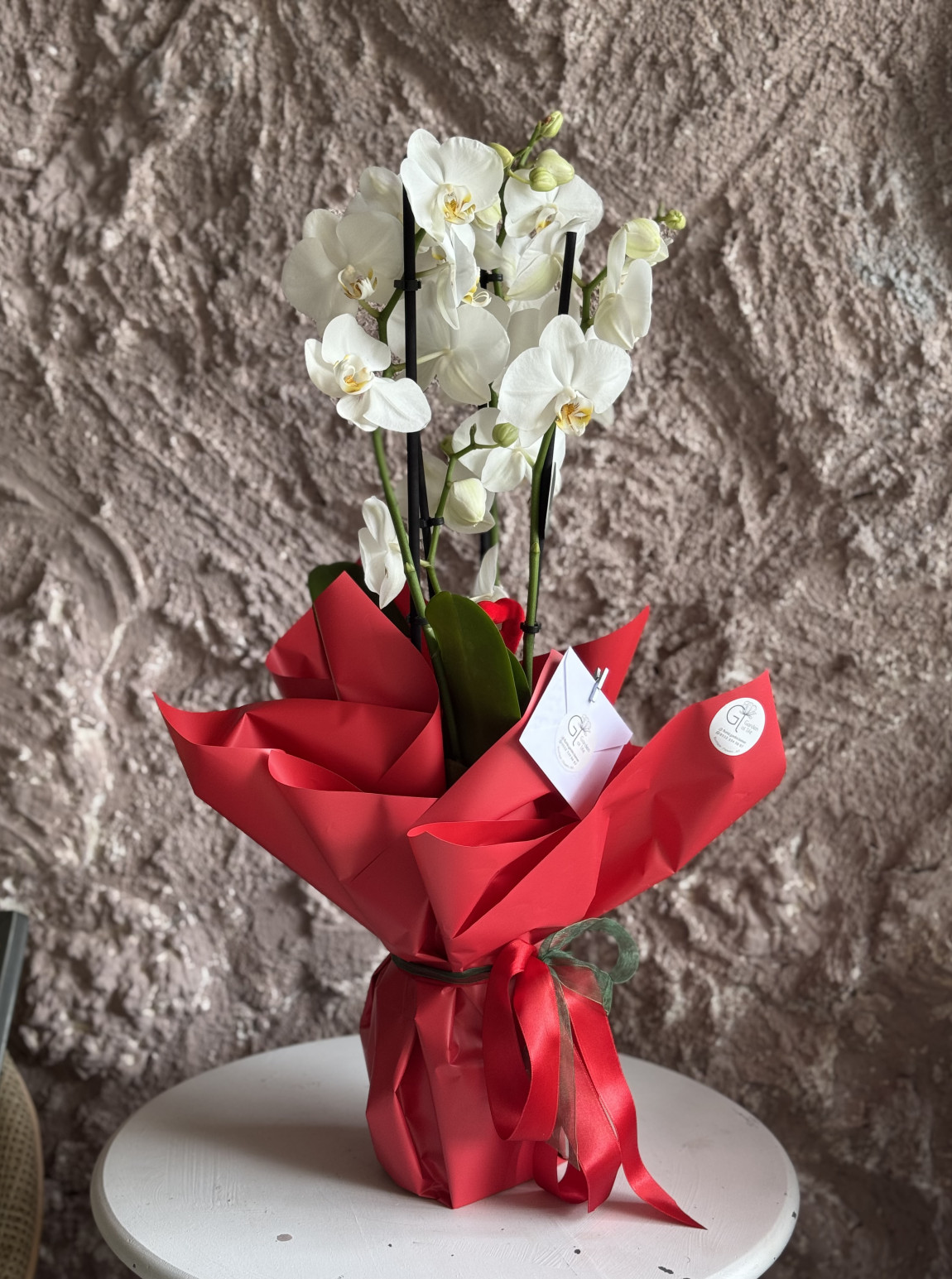 3 Dallı Orkide Saksılı