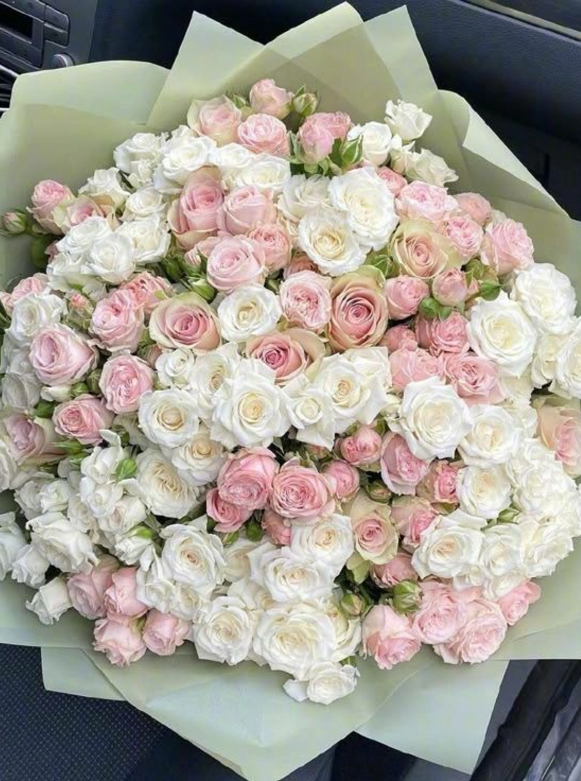30 Gazebo Roses
