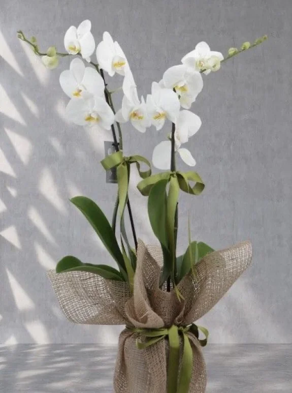 Çi̇ft Dal Beyaz Orki̇de