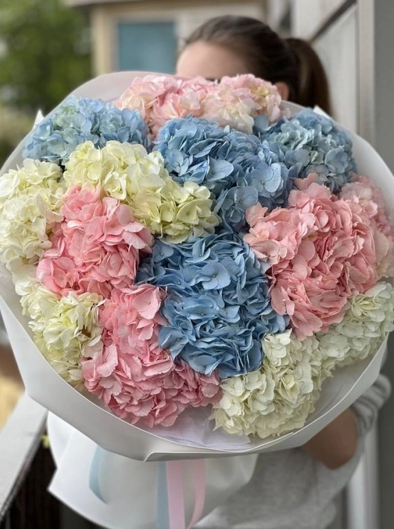 Гортензия 25